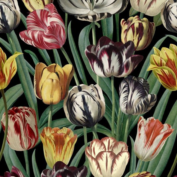 product image for Tulipa